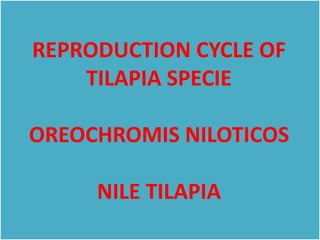 Reproduction cycle of tilapia specie | PPTX
