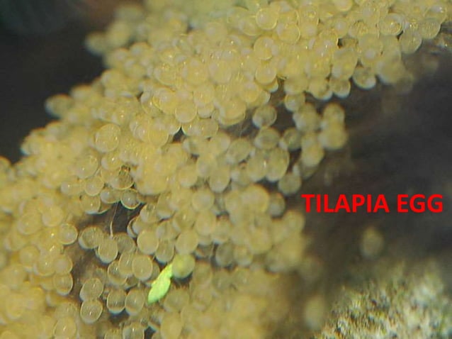 Reproduction cycle of tilapia specie | PPTX
