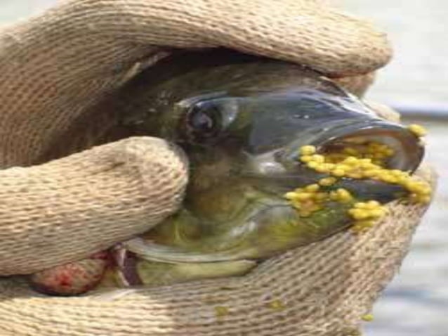 Reproduction cycle of tilapia specie | PPTX