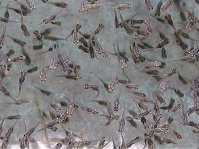 Reproduction cycle of tilapia specie | PPTX