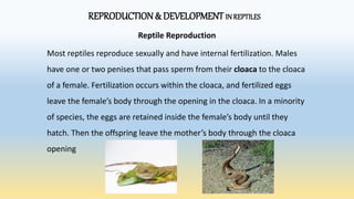 REPRODUCTION& DEVELOPMENT IN REPTILES
Reptile Reproduction
Most reptiles reproduce sexually and have internal fertilization. Males
have one or two penises that pass sperm from their cloaca to the cloaca
of a female. Fertilization occurs within the cloaca, and fertilized eggs
leave the female’s body through the opening in the cloaca. In a minority
of species, the eggs are retained inside the female’s body until they
hatch. Then the offspring leave the mother’s body through the cloaca
opening
 