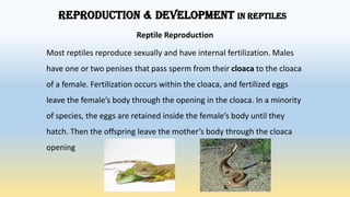 REPRODUCTION & DEVELOPMENT IN REPTILES
Reptile Reproduction
Most reptiles reproduce sexually and have internal fertilization. Males
have one or two penises that pass sperm from their cloaca to the cloaca
of a female. Fertilization occurs within the cloaca, and fertilized eggs
leave the female’s body through the opening in the cloaca. In a minority
of species, the eggs are retained inside the female’s body until they
hatch. Then the offspring leave the mother’s body through the cloaca
opening
 