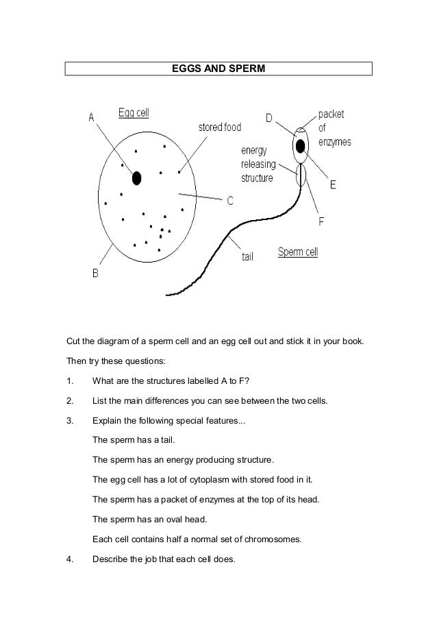 Diagram Of Sperm Cell Tail