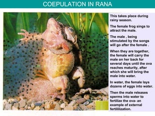 COEPULATION IN RANA This takes place during rainy season. The female frog sings to attract the male. The male , being stimulated by the songs will go after the female . When they are together, the female will carry the male on her back for several days until the ova reaches maturity, after which she will bring the male into water. In water, the female lays dozens of eggs into water.  Then the male releases sperms into water to fertilize the ova- an example of external fertililization. 