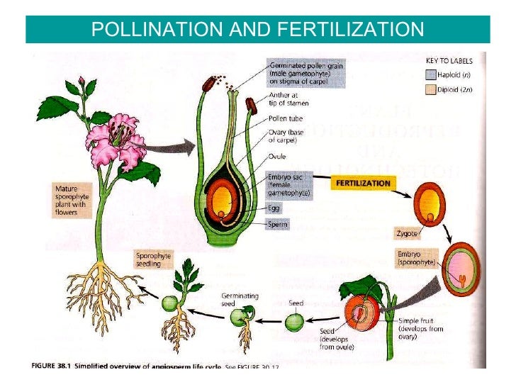 Reproduction & Growth