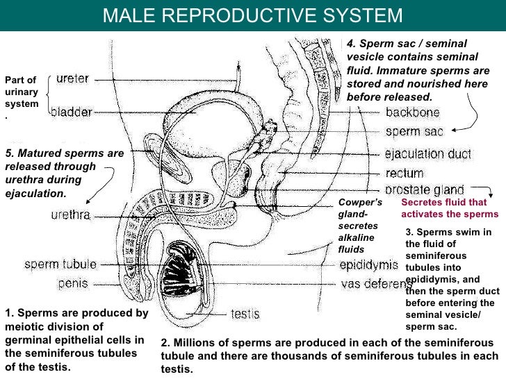 Reproduction & Growth