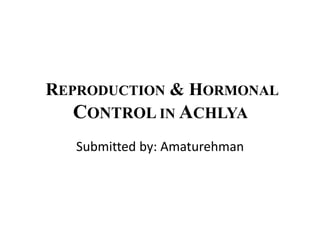 REPRODUCTION & HORMONAL
CONTROL IN ACHLYA
Submitted by: Amaturehman
 