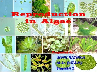 Reproduction
in Algae
Presented by:
SUNiL RATHWA
M.Sc. BOTANY
Semester 2
 