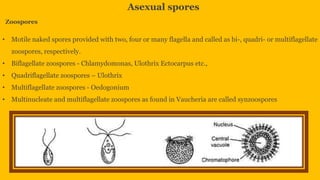 Reproduction in algae