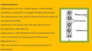 Reproduction in algae