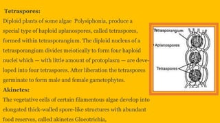 Reproduction in algae