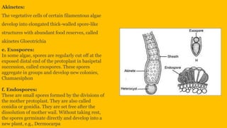 Reproduction in algae