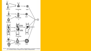 Reproduction in algae