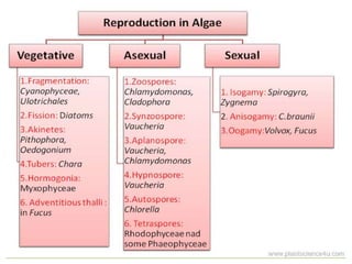 reproductioninalgae-.pdf..................... | PDF
