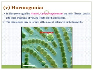 (v) Hormogonia:
 In blue green algae like Nostoc, Cylindrospermum, the main filament breaks
into small fragments of varying length called hormogonia.
 The hormogonia may be formed at the place of heterocyst in the filaments.
 