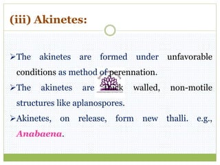 (iii) Akinetes:
The akinetes are formed under unfavorable
conditions as method of perennation.
The akinetes are thick walled, non-motile
structures like aplanospores.
Akinetes, on release, form new thalli. e.g.,
Anabaena.
 