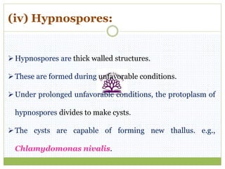 (iv) Hypnospores:
Hypnospores are thick walled structures.
These are formed during unfavorable conditions.
Under prolonged unfavorable conditions, the protoplasm of
hypnospores divides to make cysts.
The cysts are capable of forming new thallus. e.g.,
Chlamydomonas nivalis.
 