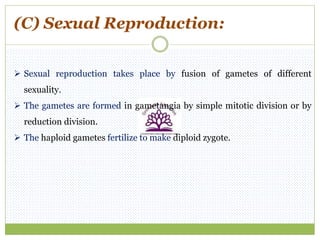 (C) Sexual Reproduction:
 Sexual reproduction takes place by fusion of gametes of different
sexuality.
 The gametes are formed in gametangia by simple mitotic division or by
reduction division.
 The haploid gametes fertilize to make diploid zygote.
 