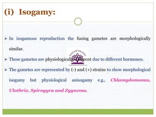 (i) Isogamy:
 In isogamous reproduction the fusing gametes are morphologically
similar.
 These gametes are physiologically different due to different hormones.
 The gametes are represented by (-) and (+) strains to show morphological
isogamy but physiological anisogamy e.g., Chlamydomonas,
Ulothrix, Spirogyra and Zygnema.
 