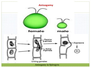 Anisogamy in Spirogyra
 