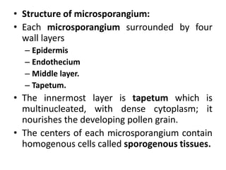 • Structure of microsporangium:
• Each microsporangium surrounded by four
wall layers
– Epidermis
– Endothecium
– Middle layer.
– Tapetum.
• The innermost layer is tapetum which is
multinucleated, with dense cytoplasm; it
nourishes the developing pollen grain.
• The centers of each microsporangium contain
homogenous cells called sporogenous tissues.
 