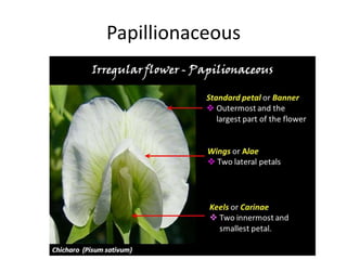 Reproduction in angiosperms By Kalpana Wagh [MSc,BEd] | PPTX