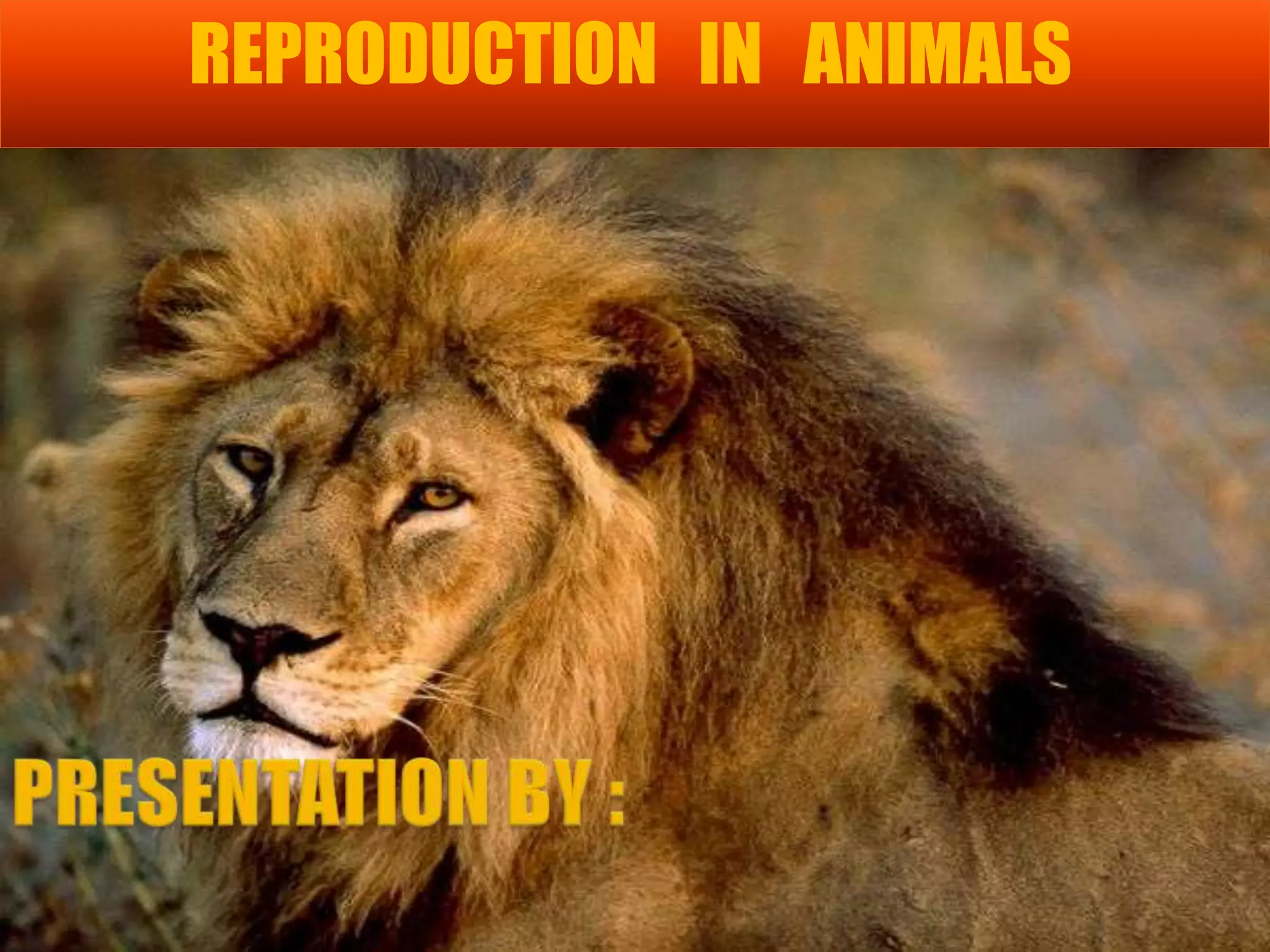 Reproduction in animals | PPTX