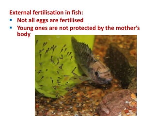 Many Fish External Reproduction Reproduction in animals | PPTX