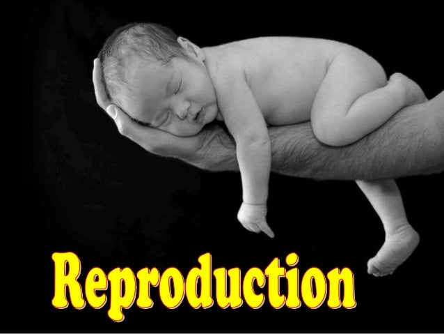 reproduction in animals