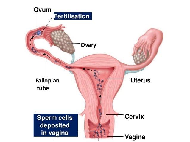 How do codfish sperm and eggs meet?