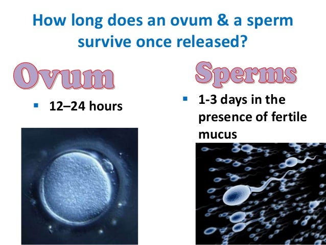 Shoot out more sperm