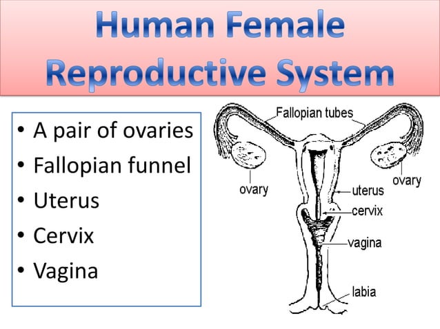 Reproduction in animals | PPT