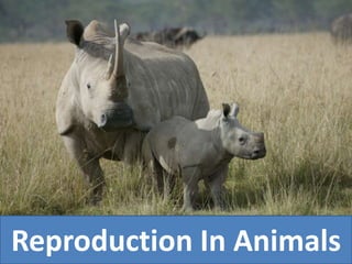 Reproduction In Animals
 