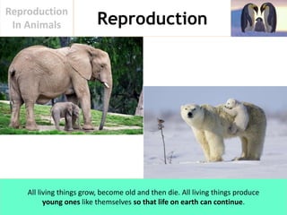 Reproduction In Animals | PPTX