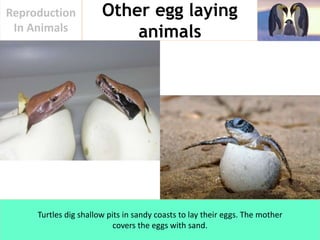 Reproduction In Animals