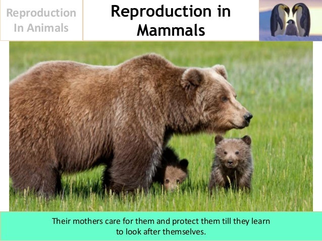 Reproduction In Animals