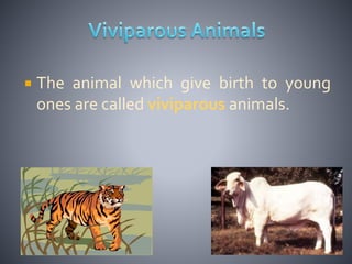 Uniparous Reproduction in animals | PPTX