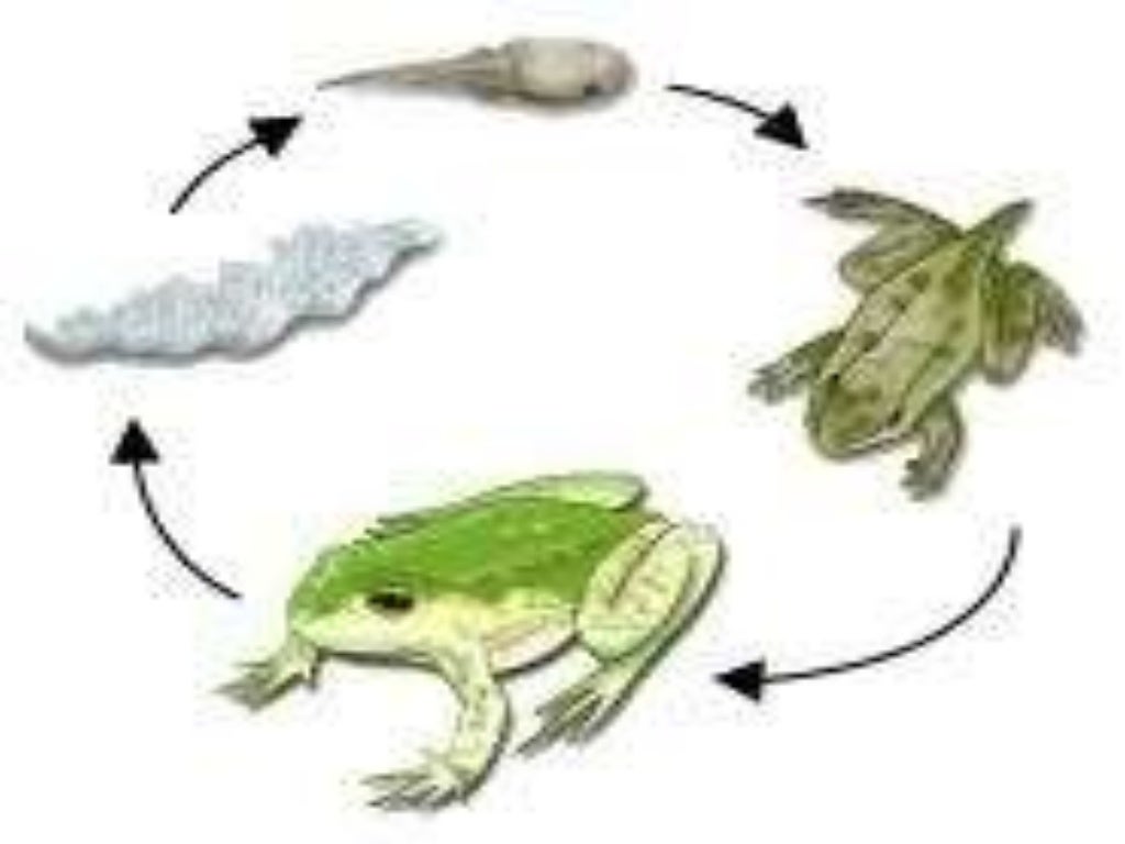 Reproduction in animals