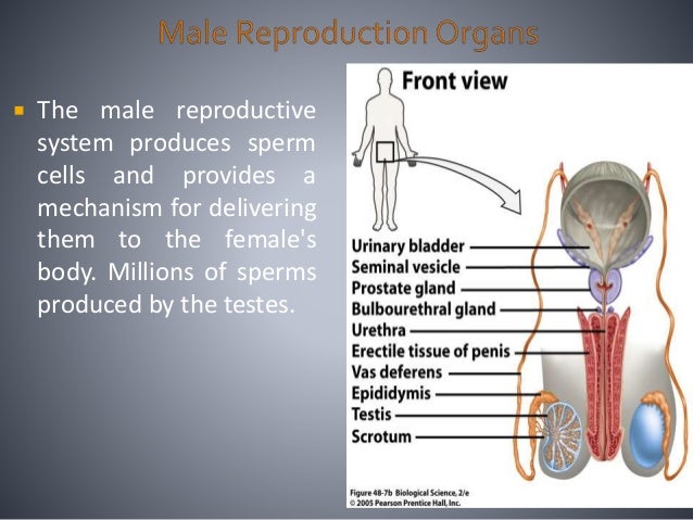 Reproduction in animals