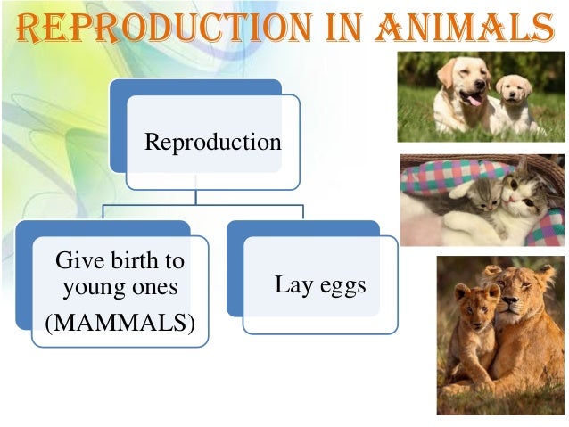 Reproduction In Animals
Reproduction
Give birth to
young ones
(MAMMALS)
Lay eggs
 