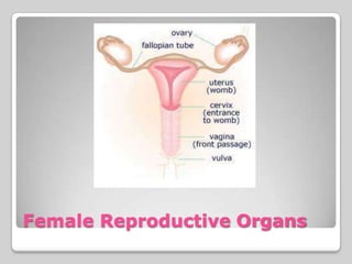 Female Reproductive Organs
 