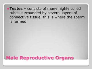 ⚫Testes – consists of many highly coiled
tubes surrounded by several layers of
connective tissue, this is where the sperm
is formed
Male Reproductive Organs
 