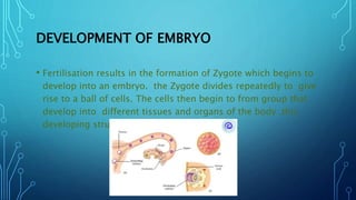 • Fertilisation results in the formation of Zygote which begins to
develop into an embryo. the Zygote divides repeatedly to give
rise to a ball of cells. The cells then begin to from group that
develop into different tissues and organs of the body .this
developing structure is termed an embryo.
DEVELOPMENT OF EMBRYO
 