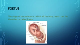 FOETUS
The stage of the embryo in which all the body parts can be
identified is called foetus
 