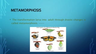 METAMORPHOSIS
• The transformation larva into adult through drastic changes is
called metamorphosis. ----
 