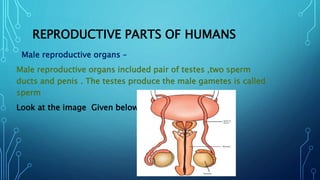 Male reproductive organs –
Male reproductive organs included pair of testes ,two sperm
ducts and penis . The testes produce the male gametes is called
sperm
Look at the image Given below -
REPRODUCTIVE PARTS OF HUMANS
 