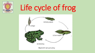 REPRODUCTION IN ANIMALS.pptx............. | PPTX