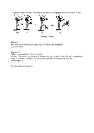 This type of reproduction is shown in Hydra. The following figure shows budding in Hydra.
Question 7.
In which female reproductive organ does the embryo get embedded?
Answer: Uterus
Question 8.
What is metamorphosis? Give examples.
Answer: The transformation of larva into an adult involving sudden and abrupt changes in the
body of an animal during the life cycle of an invertebrate or amphibian is called
metamorphosis.
Example, frog and butterfly.
 