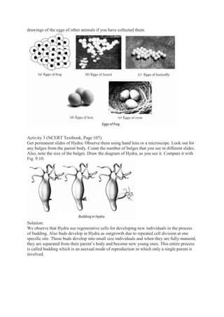 drawings of the eggs of other animals if you have collected them.
Activity 3 (NCERT Textbook, Page 107)
Get permanent slides of Hydra. Observe them using hand lens or a microscope. Look out for
any bulges from the parent body. Count the number of bulges that you see in different slides.
Also, note the size of the bulges. Draw the diagram of Hydra, as you see it. Compare it with
Fig. 9.10.
Solution:
We observe that Hydra use regenerative cells for developing new individuals in the process
of budding. Also buds develop in Hydra as outgrowth due to repeated cell division at one
specific site. Those buds develop into small size individuals and when they are fully matured,
they are separated from their parent’s body and become new young ones. This entire process
is called budding which is an asexual mode of reproduction in which only a single parent is
involved.
 
