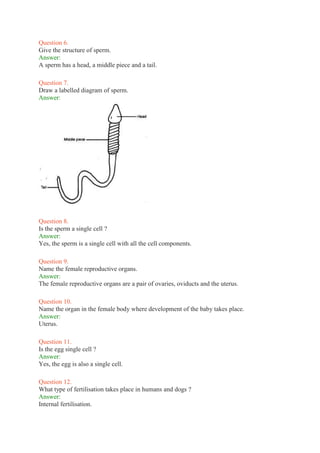 Question 6.
Give the structure of sperm.
Answer:
A sperm has a head, a middle piece and a tail.
Question 7.
Draw a labelled diagram of sperm.
Answer:
Question 8.
Is the sperm a single cell ?
Answer:
Yes, the sperm is a single cell with all the cell components.
Question 9.
Name the female reproductive organs.
Answer:
The female reproductive organs are a pair of ovaries, oviducts and the uterus.
Question 10.
Name the organ in the female body where development of the baby takes place.
Answer:
Uterus.
Question 11.
Is the egg single cell ?
Answer:
Yes, the egg is also a single cell.
Question 12.
What type of fertilisation takes place in humans and dogs ?
Answer:
Internal fertilisation.
 